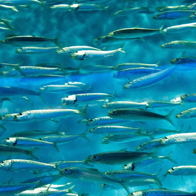 Which Fish Oil Supplement is right for you