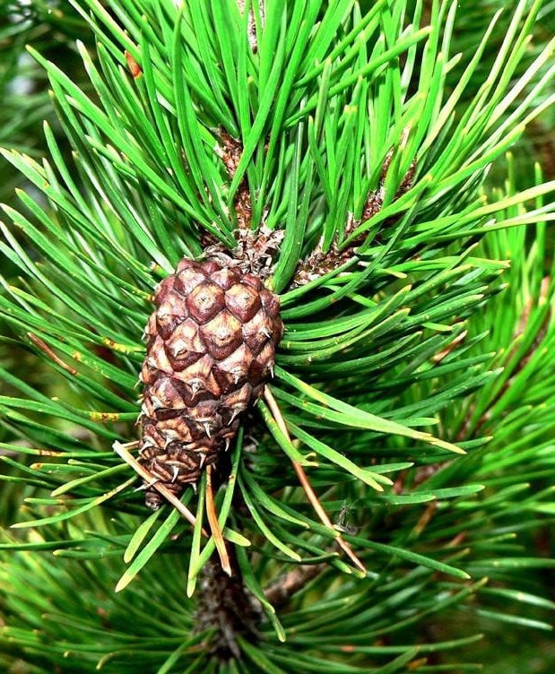 PINE OIL SYLVESTRIS