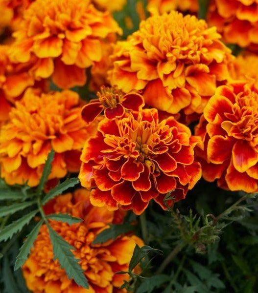 Lutein & Zeaxanthin Blend