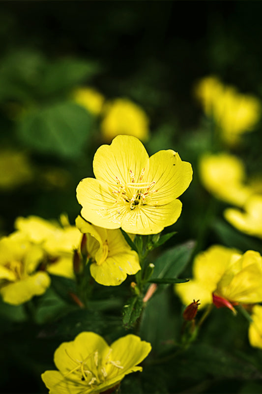 EVENING PRIMROSE OIL