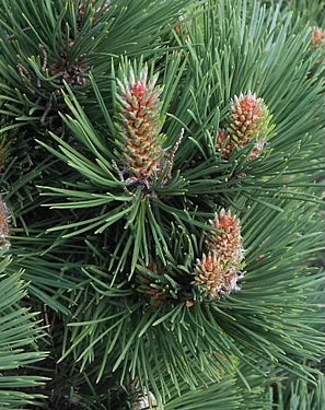 PUMILIO PINE OIL 