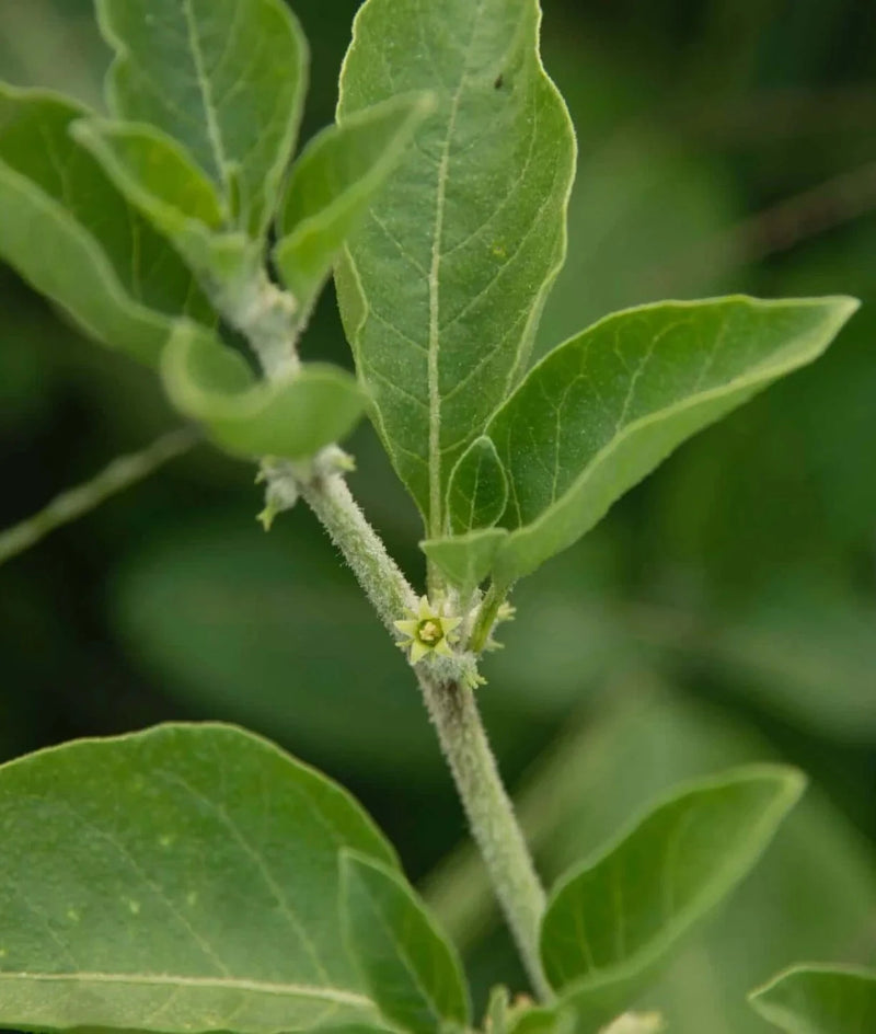 Ashwagandha Root 