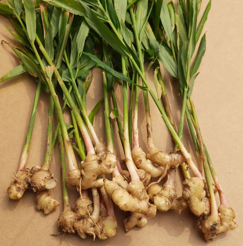 Ginger Root & Liquorice Extract