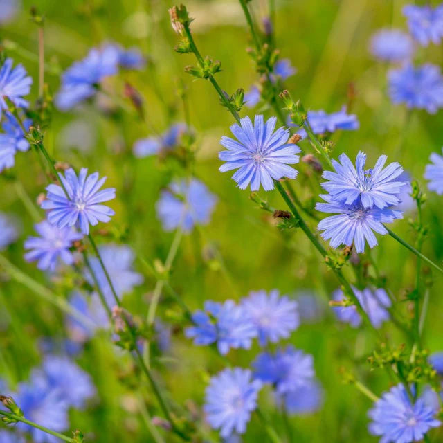 Prebiotic Chicory Extract (Inulin)
