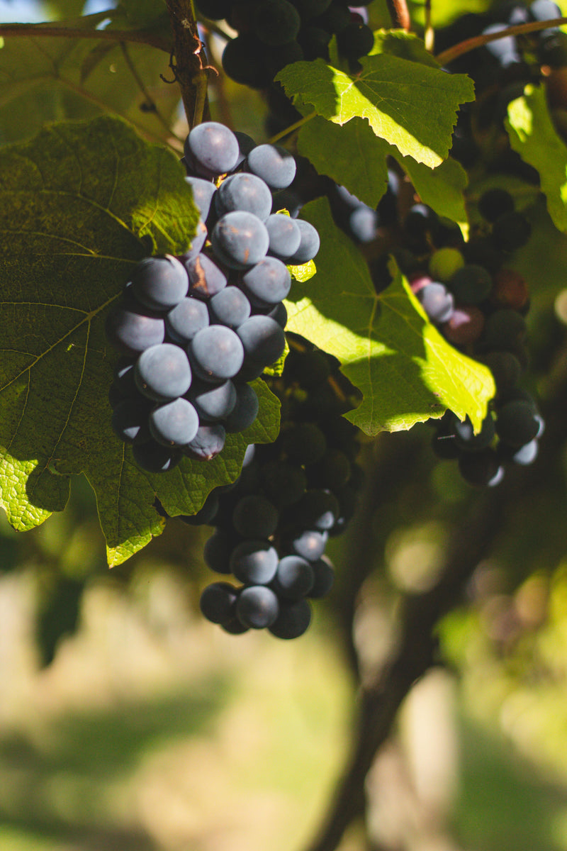 Natural Grape Flavor 