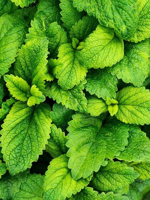 MENTHOL 