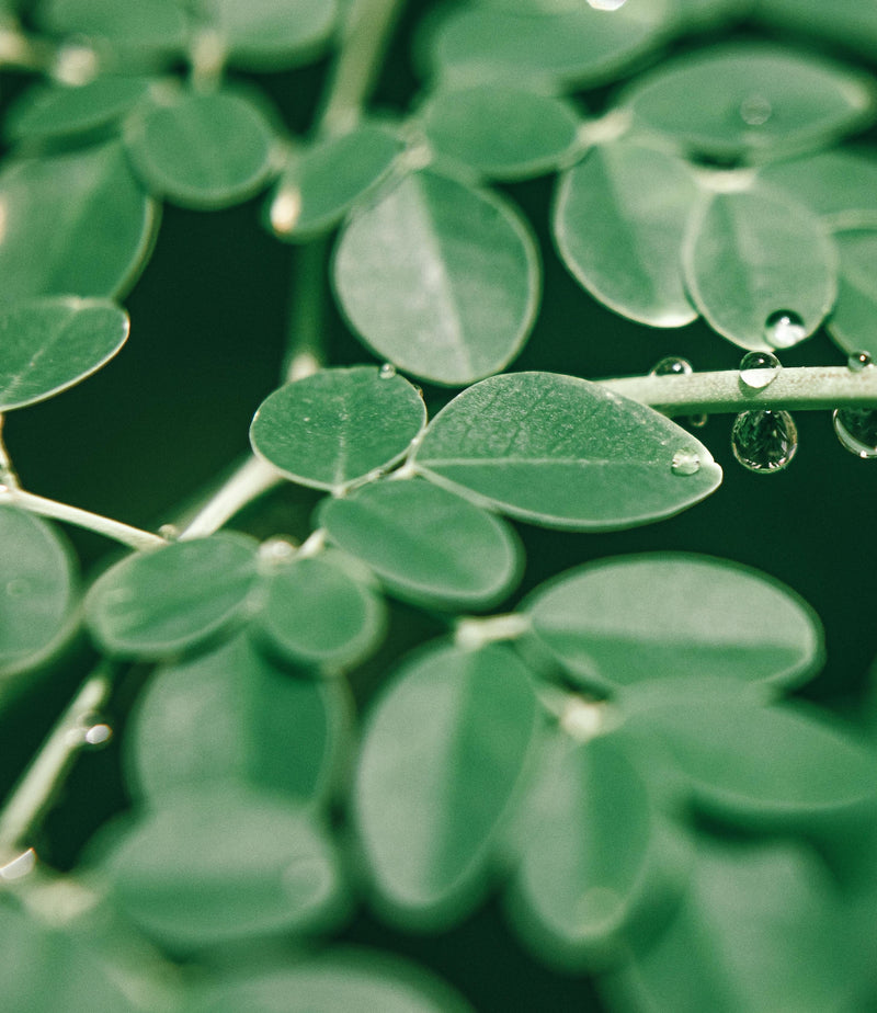 Moringa