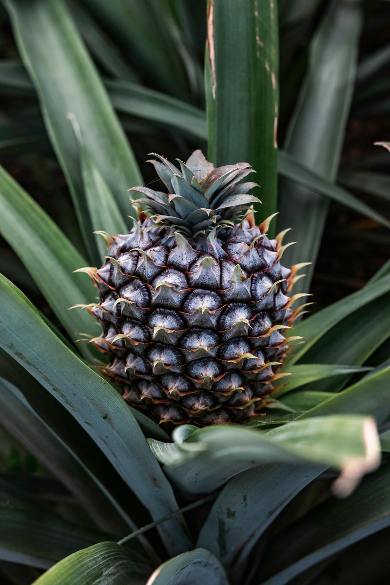 Quercetin, Methionine & Bromelain