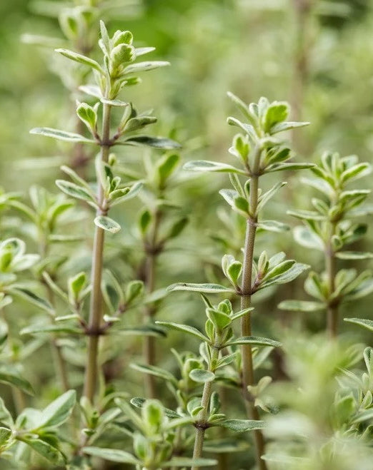 THYMOL 