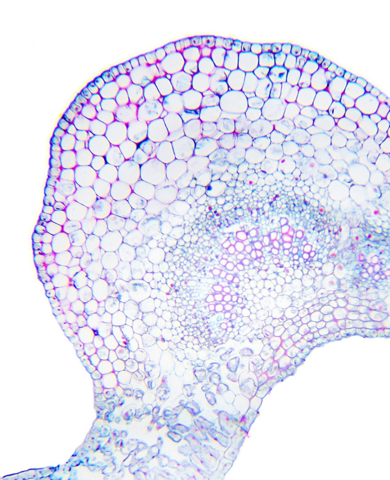 Multi-Food Digestive Enzymes